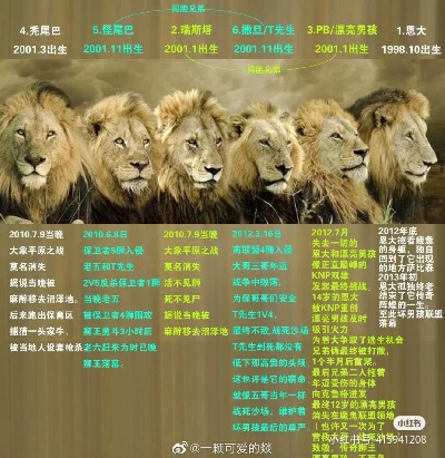 坏男孩官方下载,决策资料解释定义_D版_v3.585