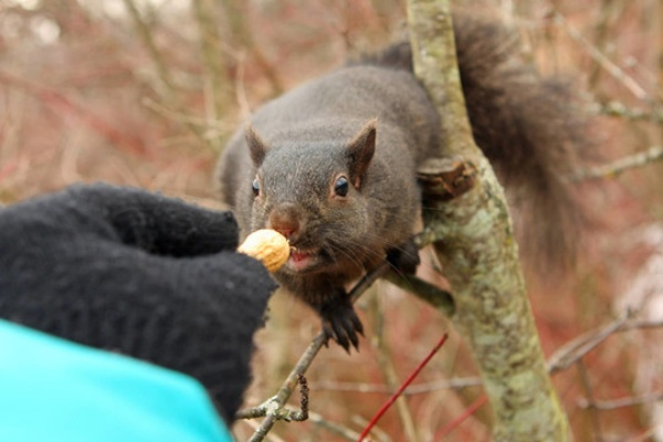 黑松鼠官方下载,深度评估解析说明_复古款_v9.917
