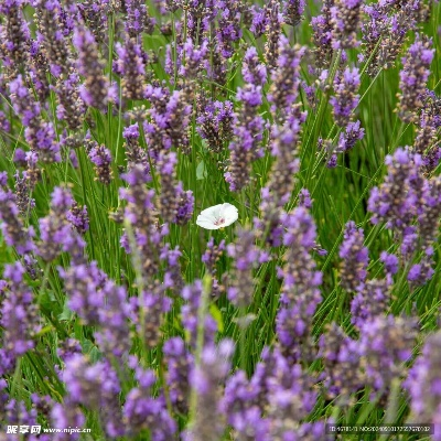 薰衣草版本,完善系统评估&精简版_v8.942