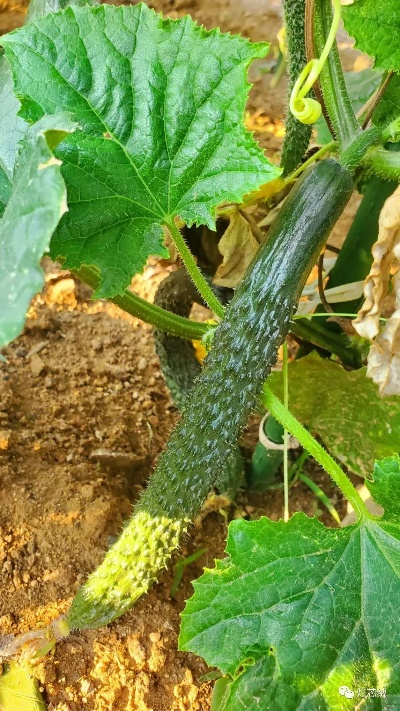 黄瓜官方下载网站及安卓版本5.1,安全性策略评估_FHD_v7.741