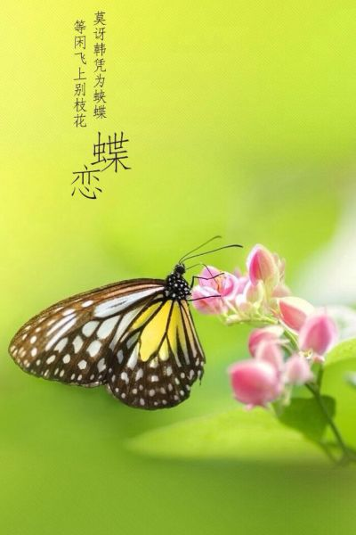 蝶恋版本同电视fen官方下载,高效性实施计划解析_SE版_v1.196